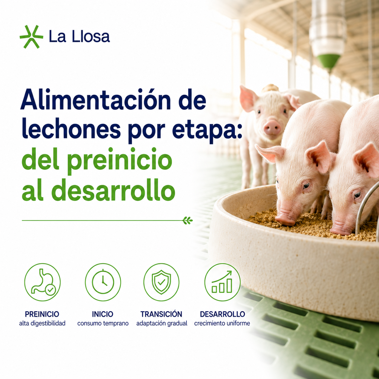 Alimentación de lechones por etapa: Del preinicio al desarrollo