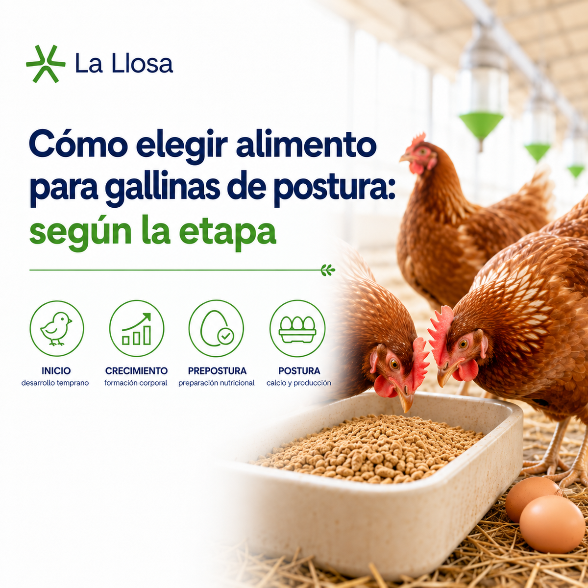 Cómo elegir alimento para gallinas de postura según la etapa