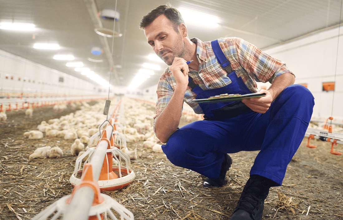 Accesorios indispensables para tus animales de granja - Llabana