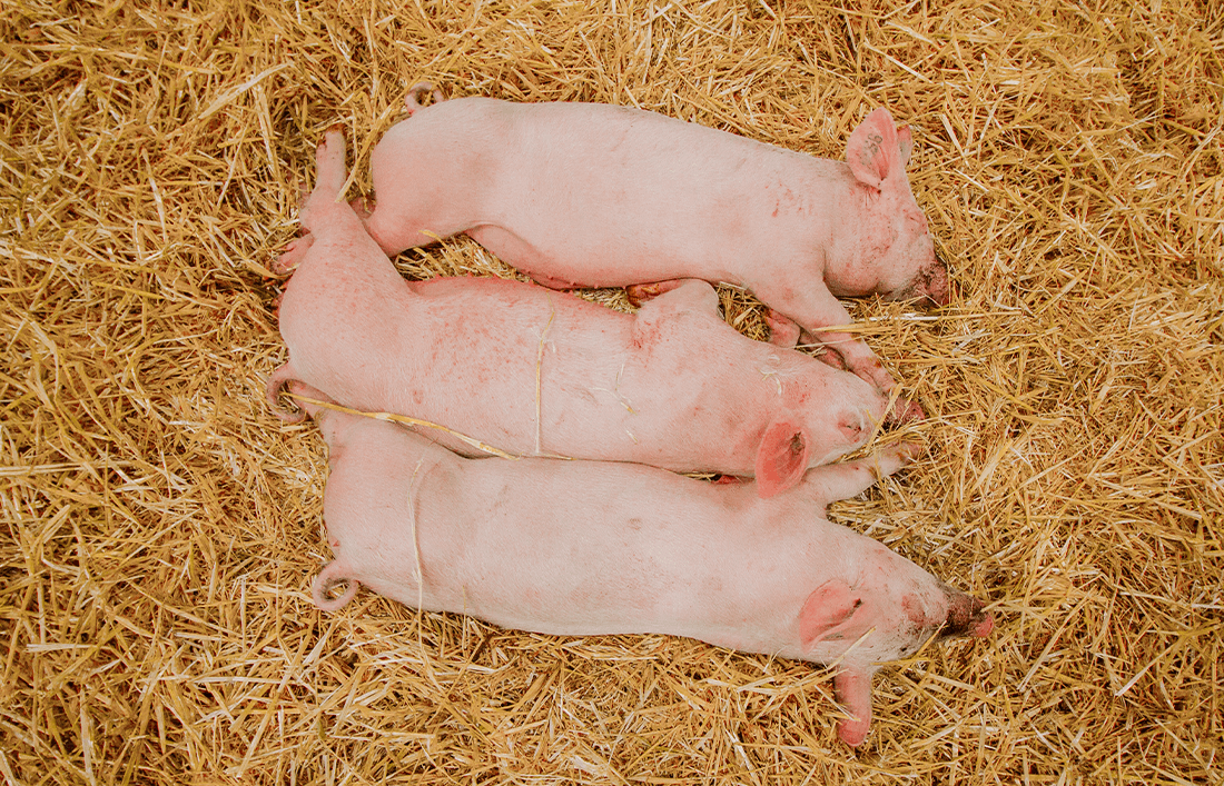 ¿Cómo nutrir a mi lechón en sus primeros días? - Llabana