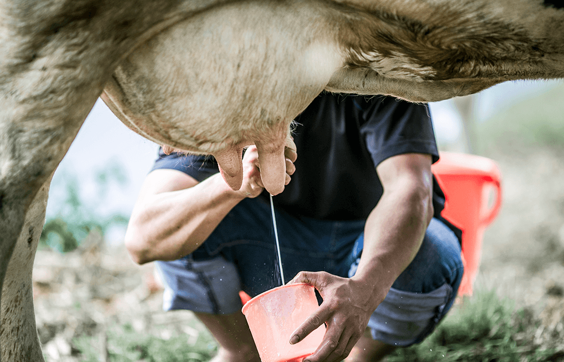 ¿Cómo ordeñar a mis vacas y producir más leche? - Llabana