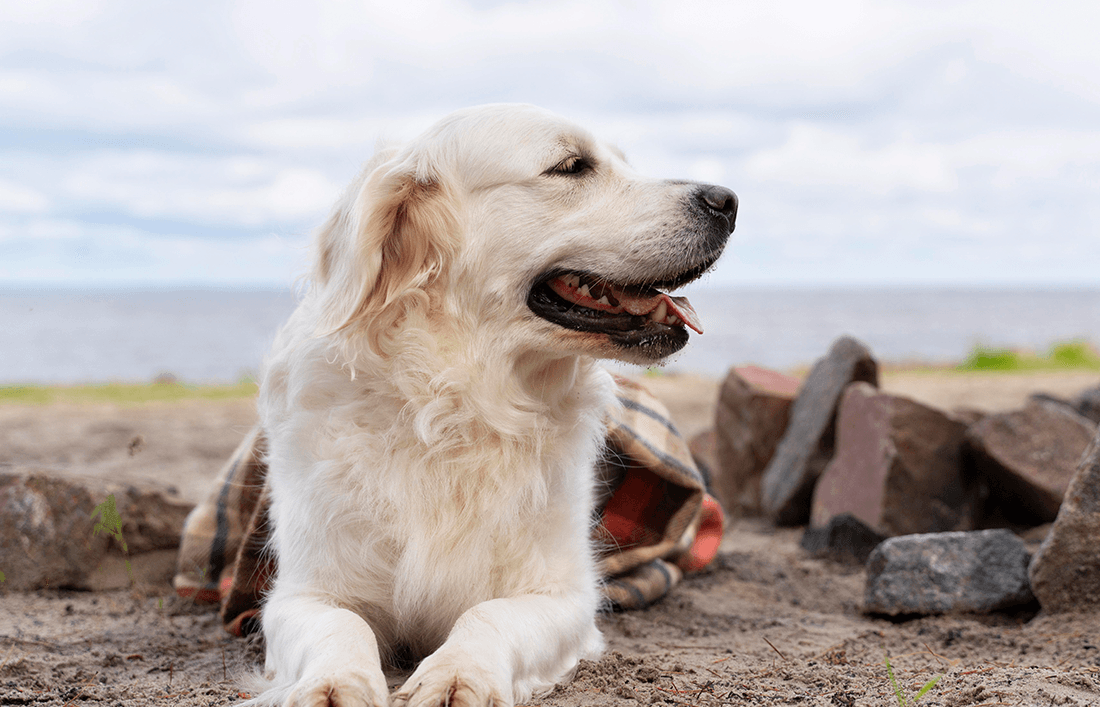 ¿Cuáles son las necesidades nutricionales de mi perro adulto? - Llabana