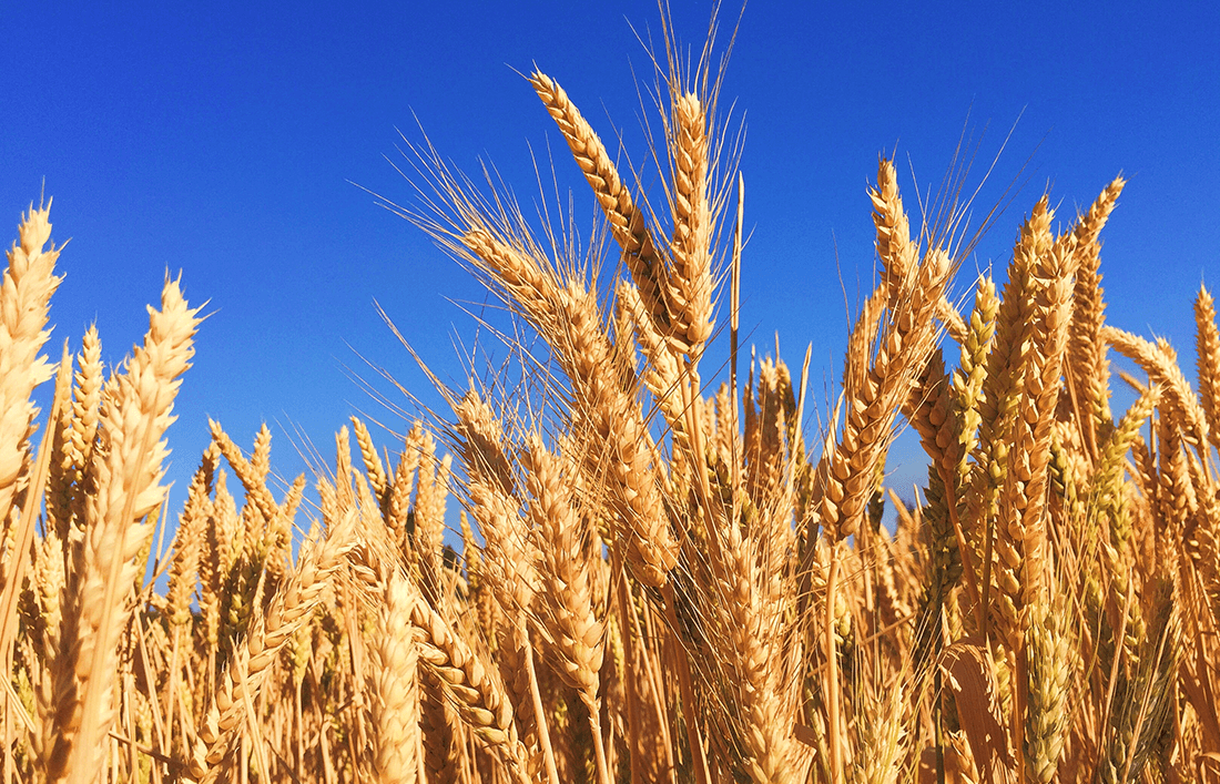 Importancia del trigo en la alimentación y producción animal - Llabana