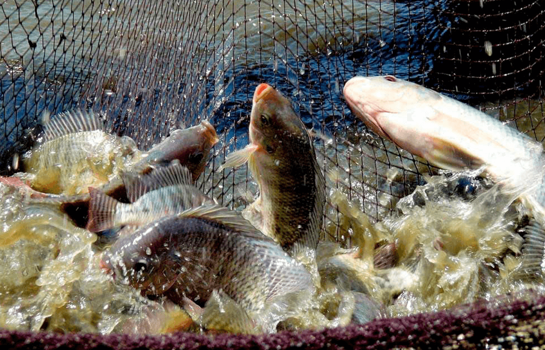 ¿Por qué producir tilapia es tan rentable? - Llabana