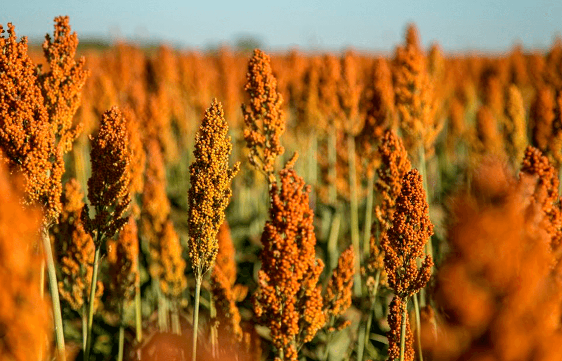Uso de sorgo en el alimento de pollos de engorda - Llabana